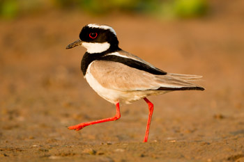 plover